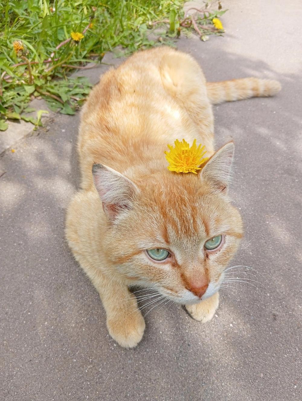 Лучик
