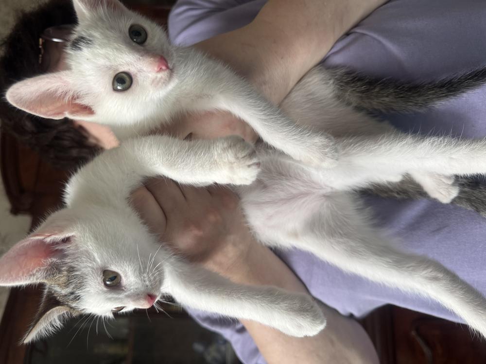Котята
