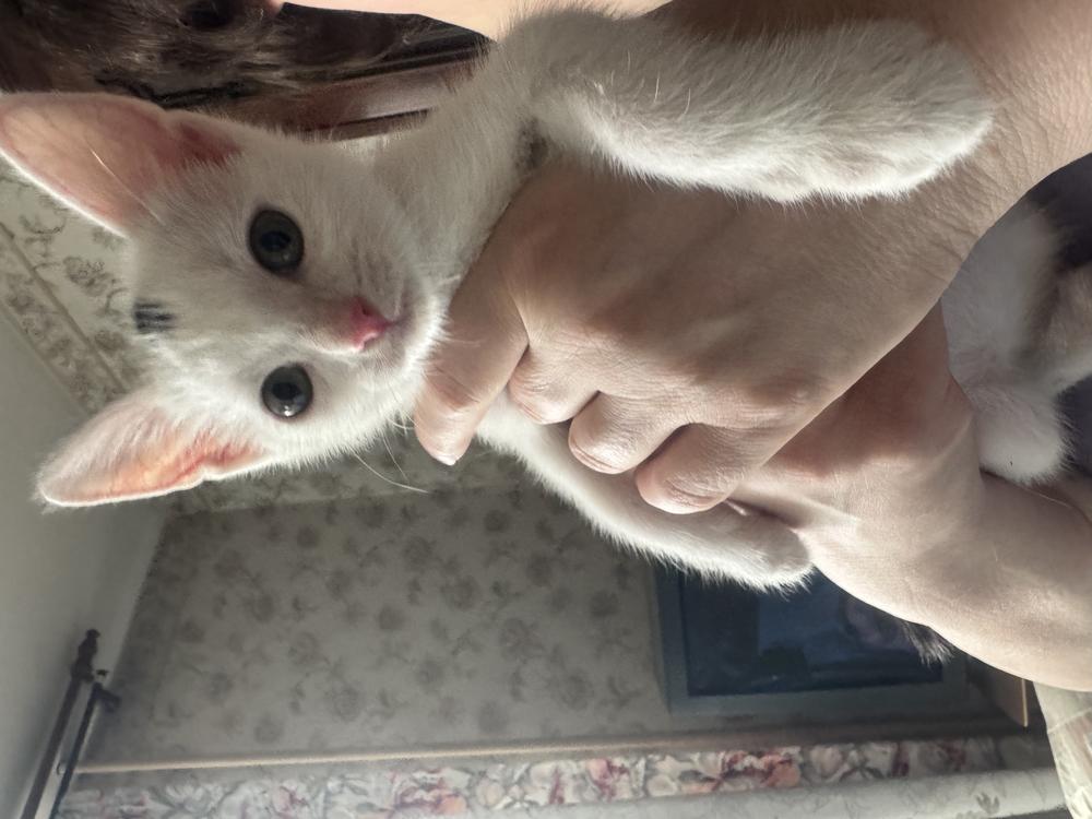 Котята