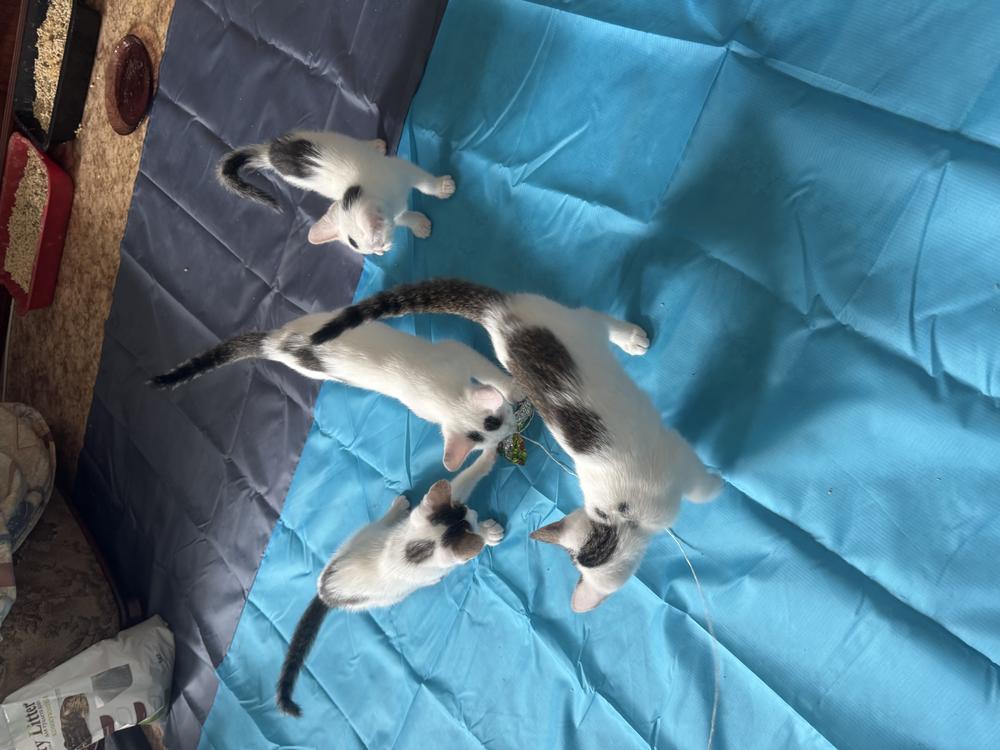 Котята