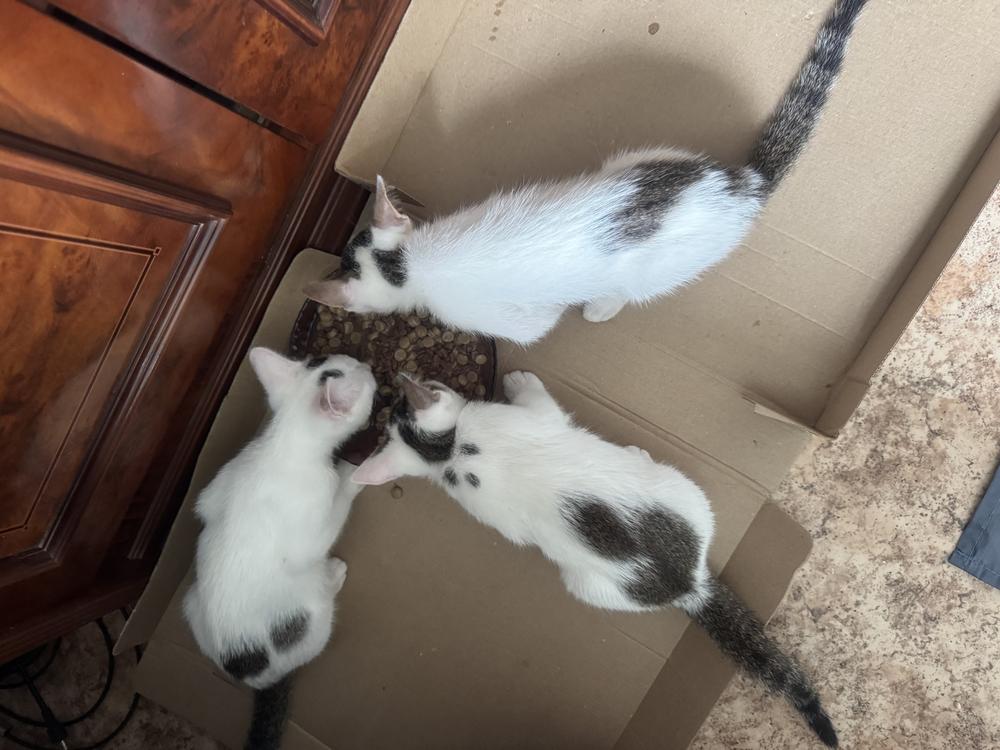 Котята
