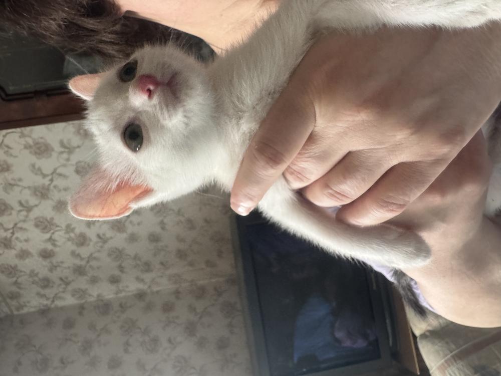 Котята