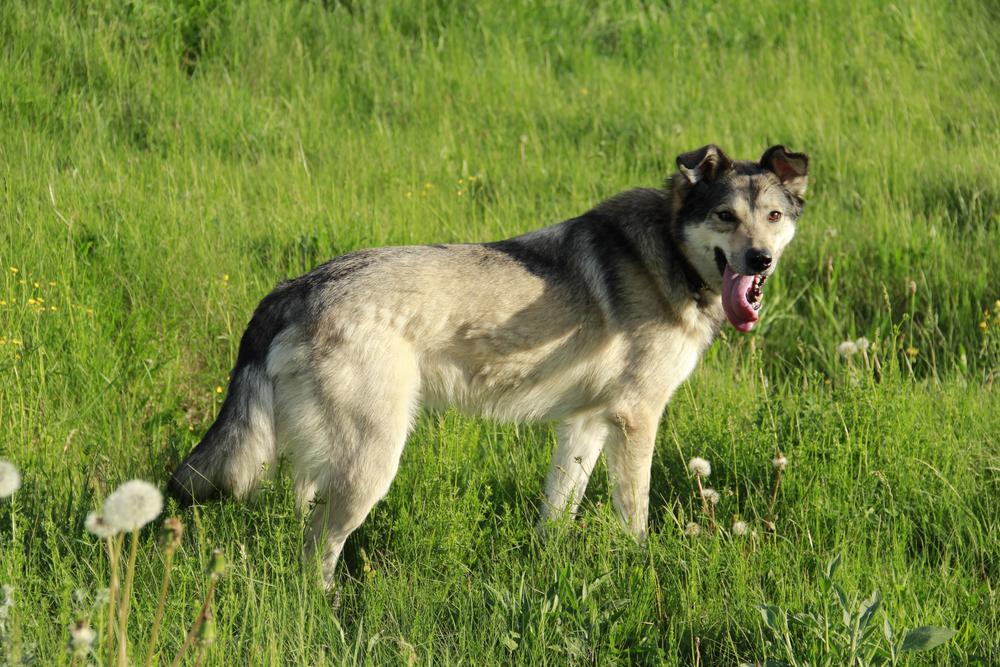 Грей