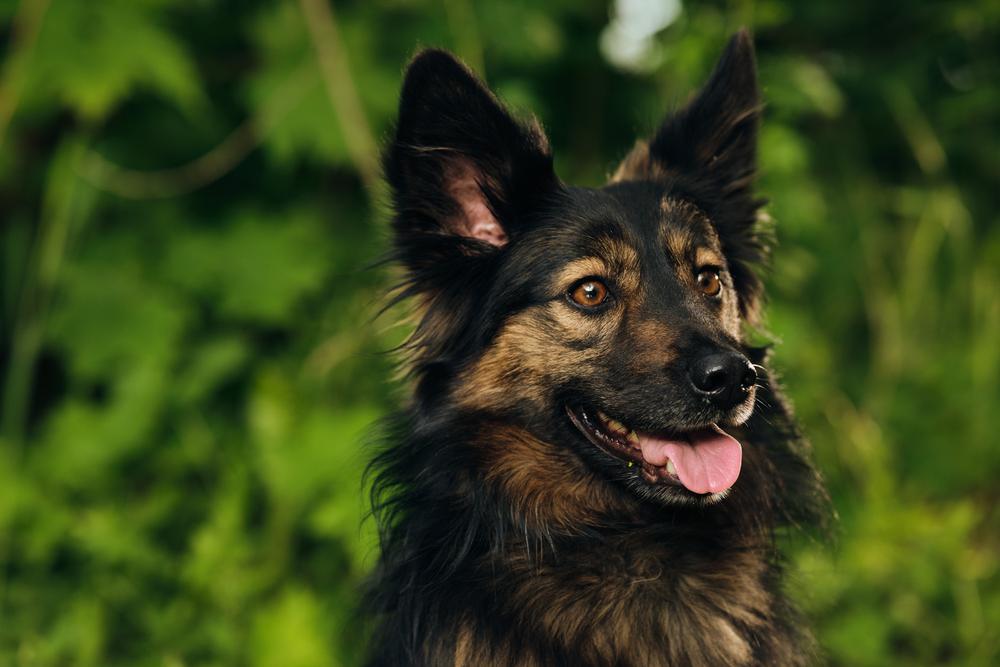 Клер
