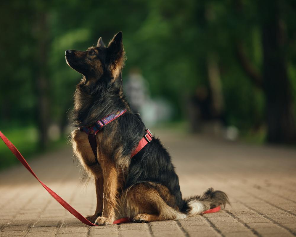 Клер