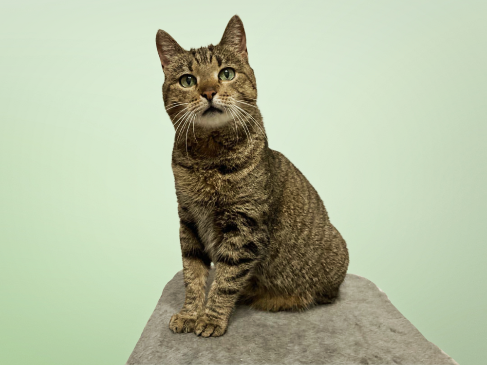 10. Карамель