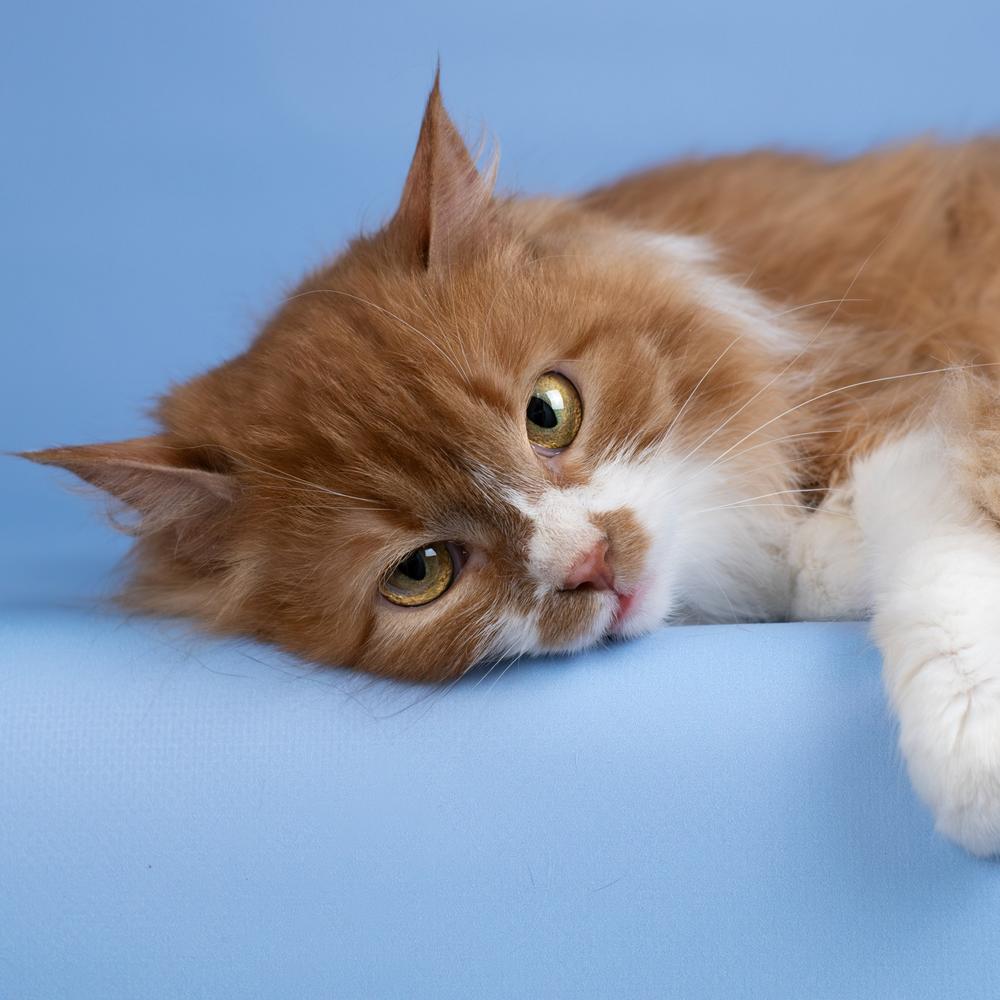 12. Джинни Уизли