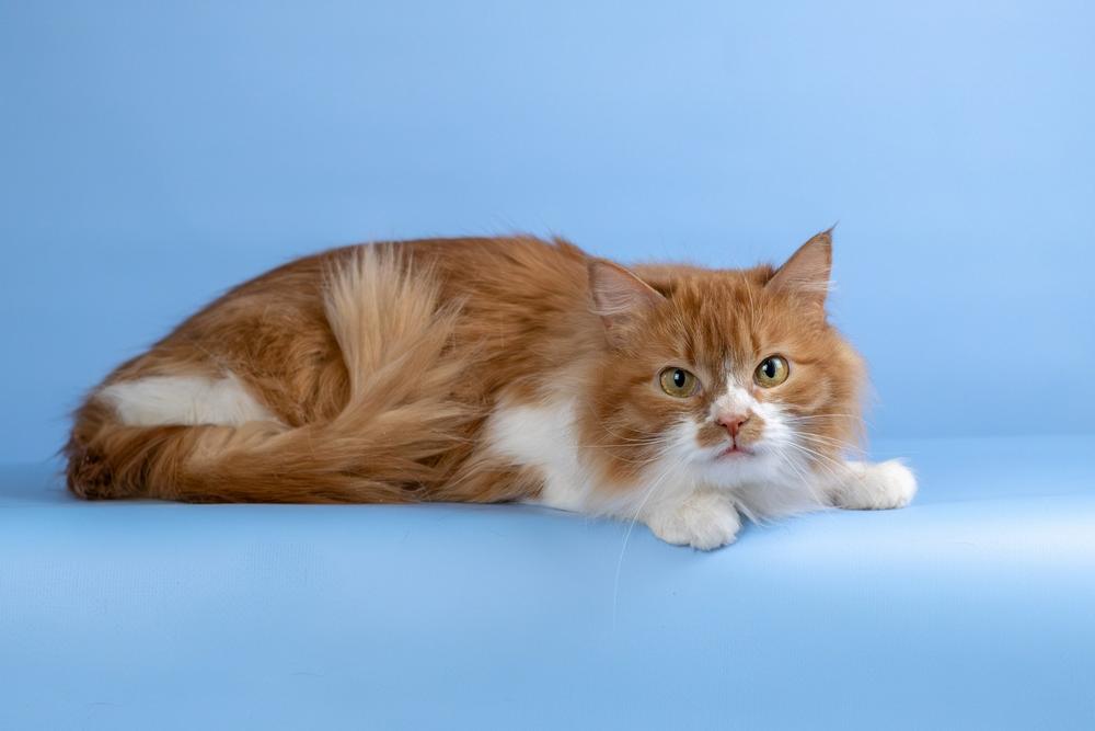 12. Джинни Уизли