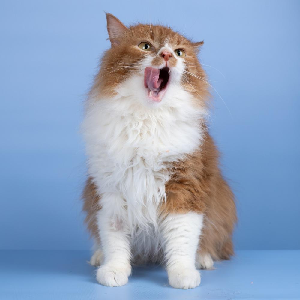 12. Джинни Уизли