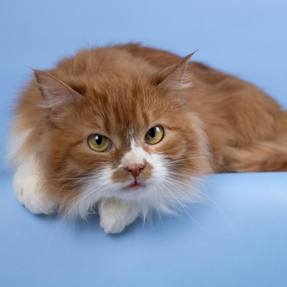 12. Джинни Уизли