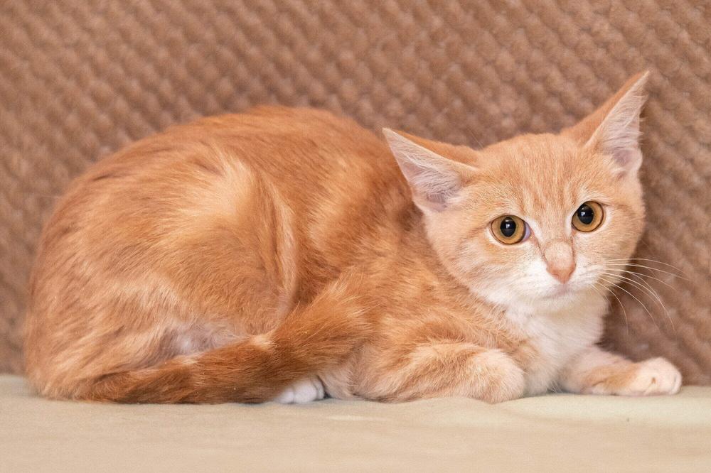 30. Штрудель