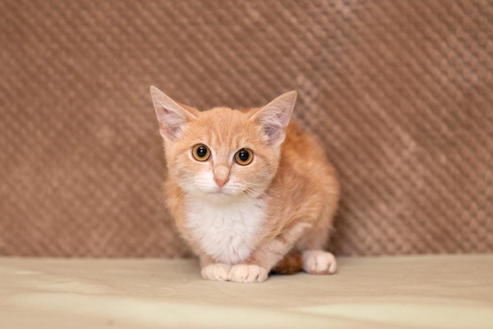 30. Штрудель