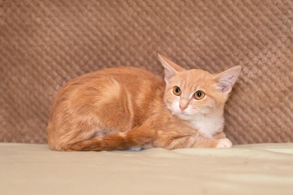 30. Штрудель