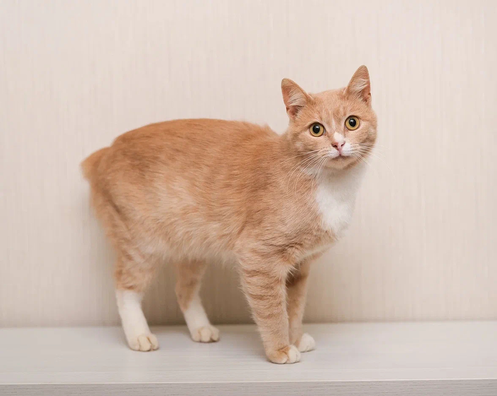 32. Марципан