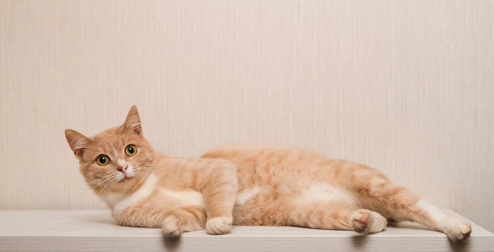 32. Марципан