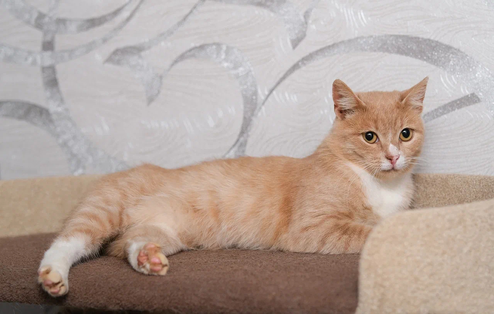 32. Марципан