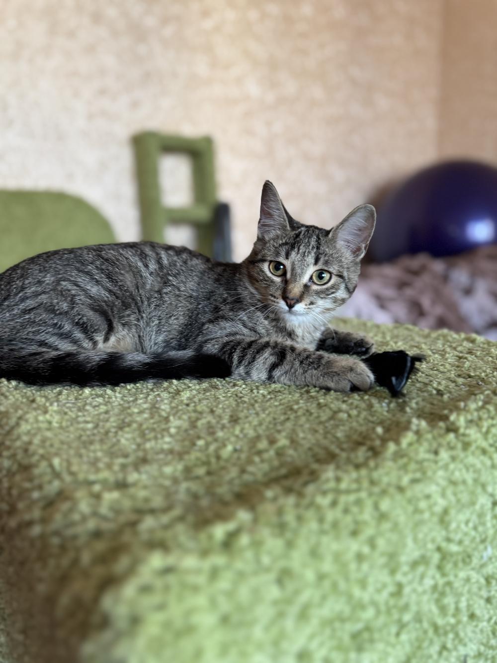 33. Абрикоска