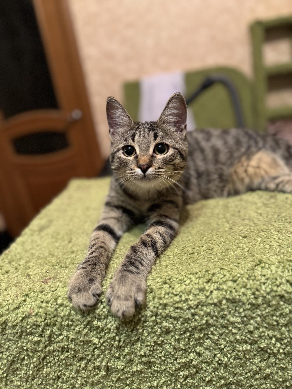 33. Абрикоска