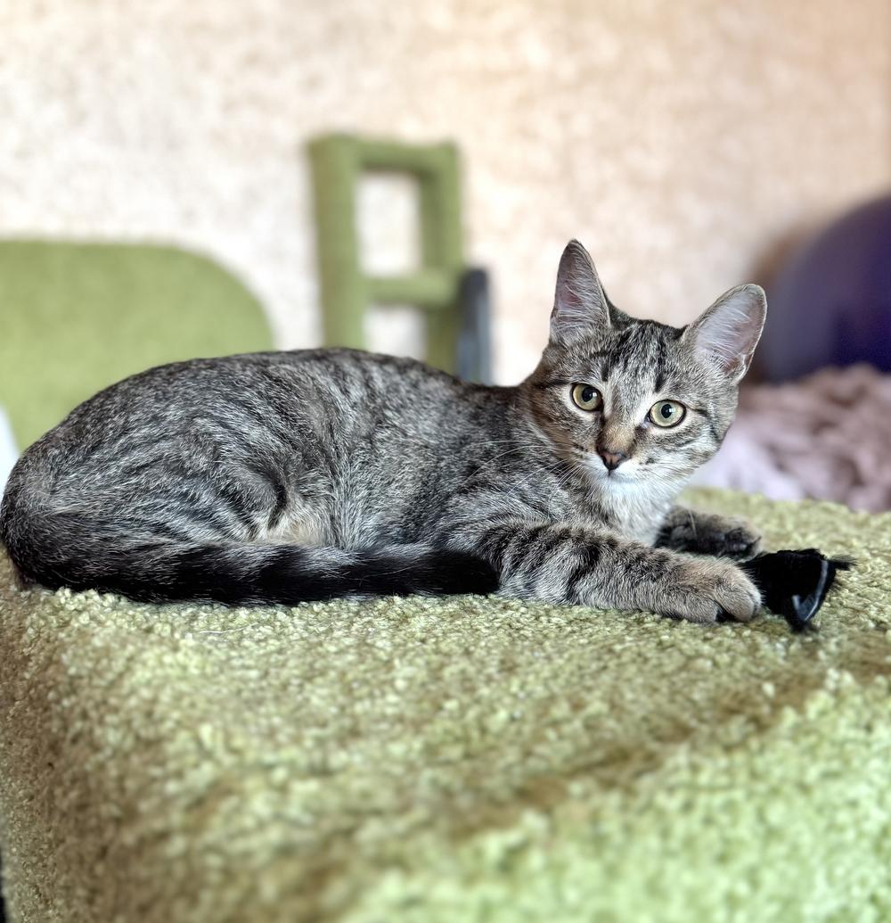 33. Абрикоска