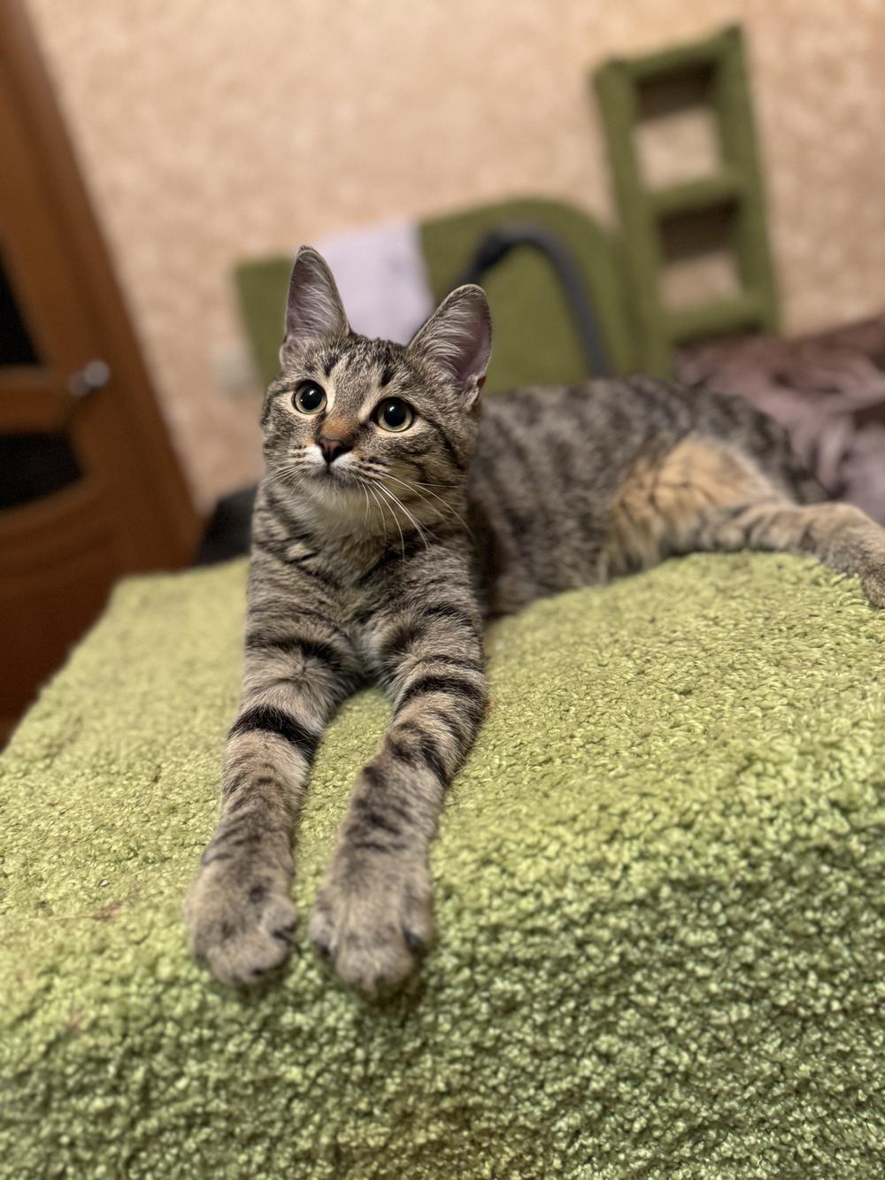 33. Абрикоска