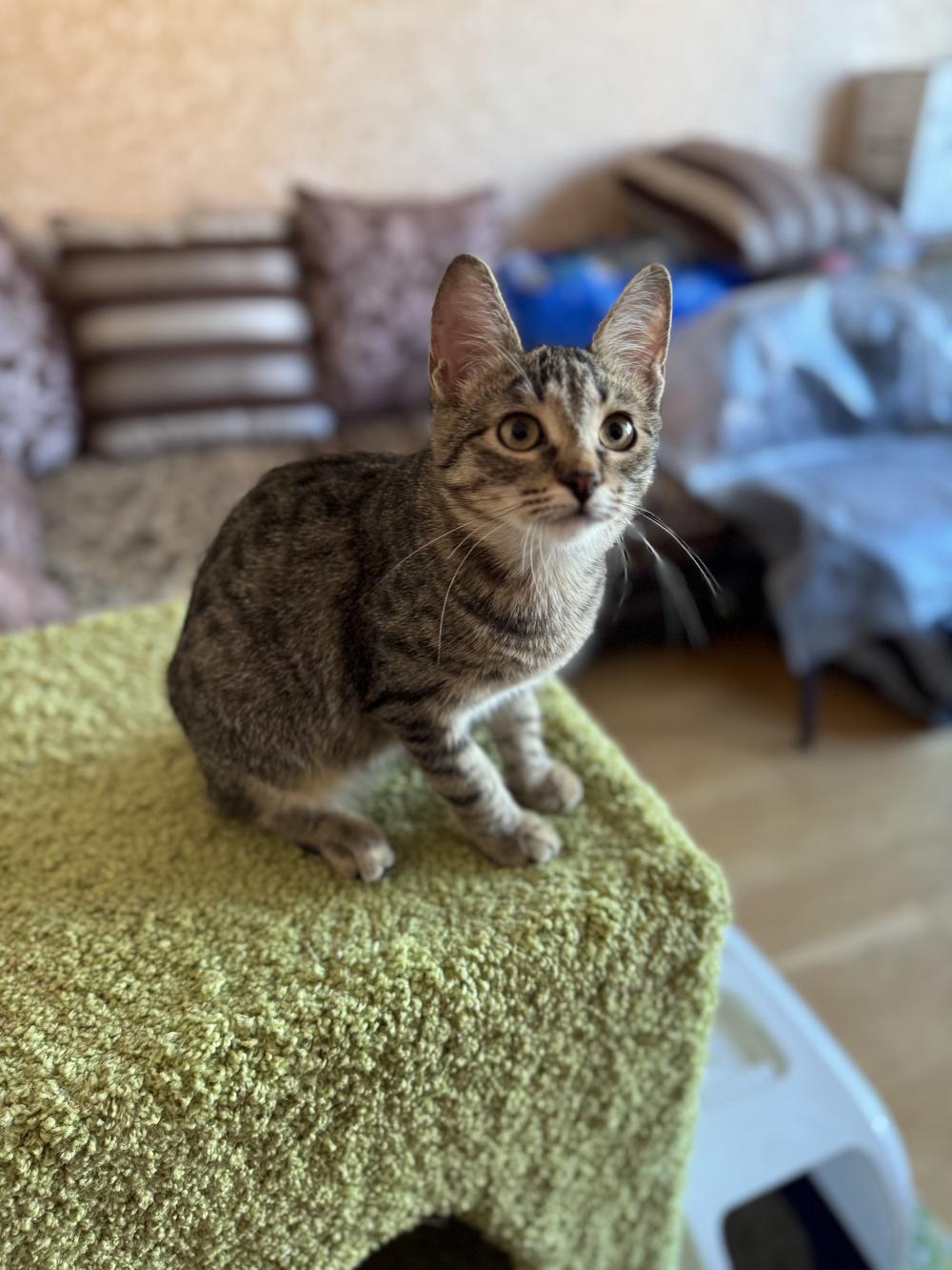 33. Абрикоска