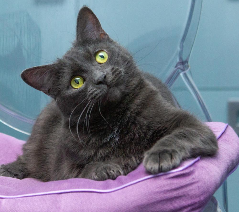 39. Тарталетка