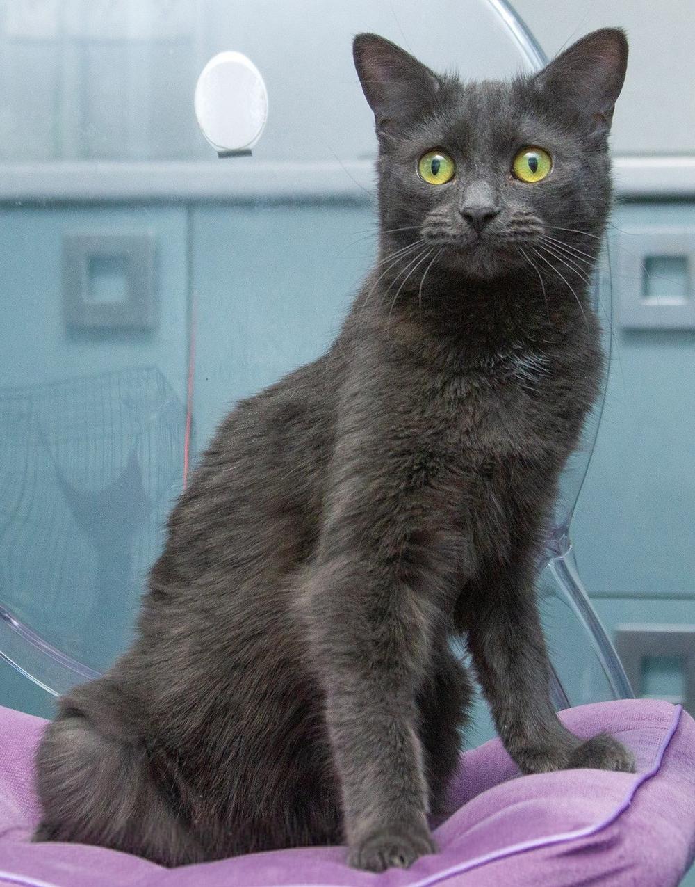 39. Тарталетка