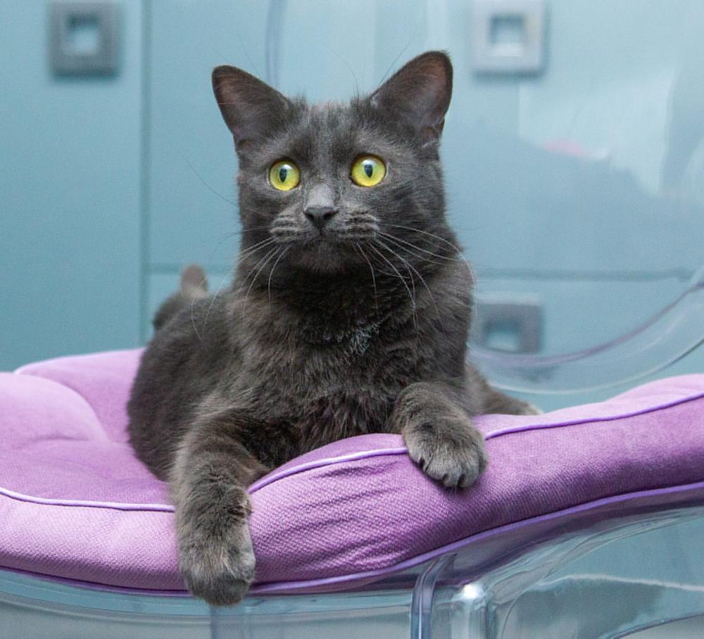 39. Тарталетка