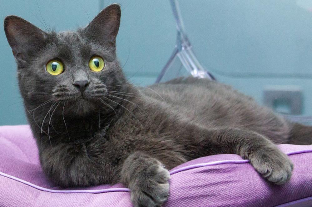 39. Тарталетка