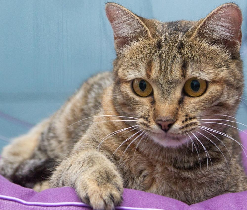 40. Тина Тигра