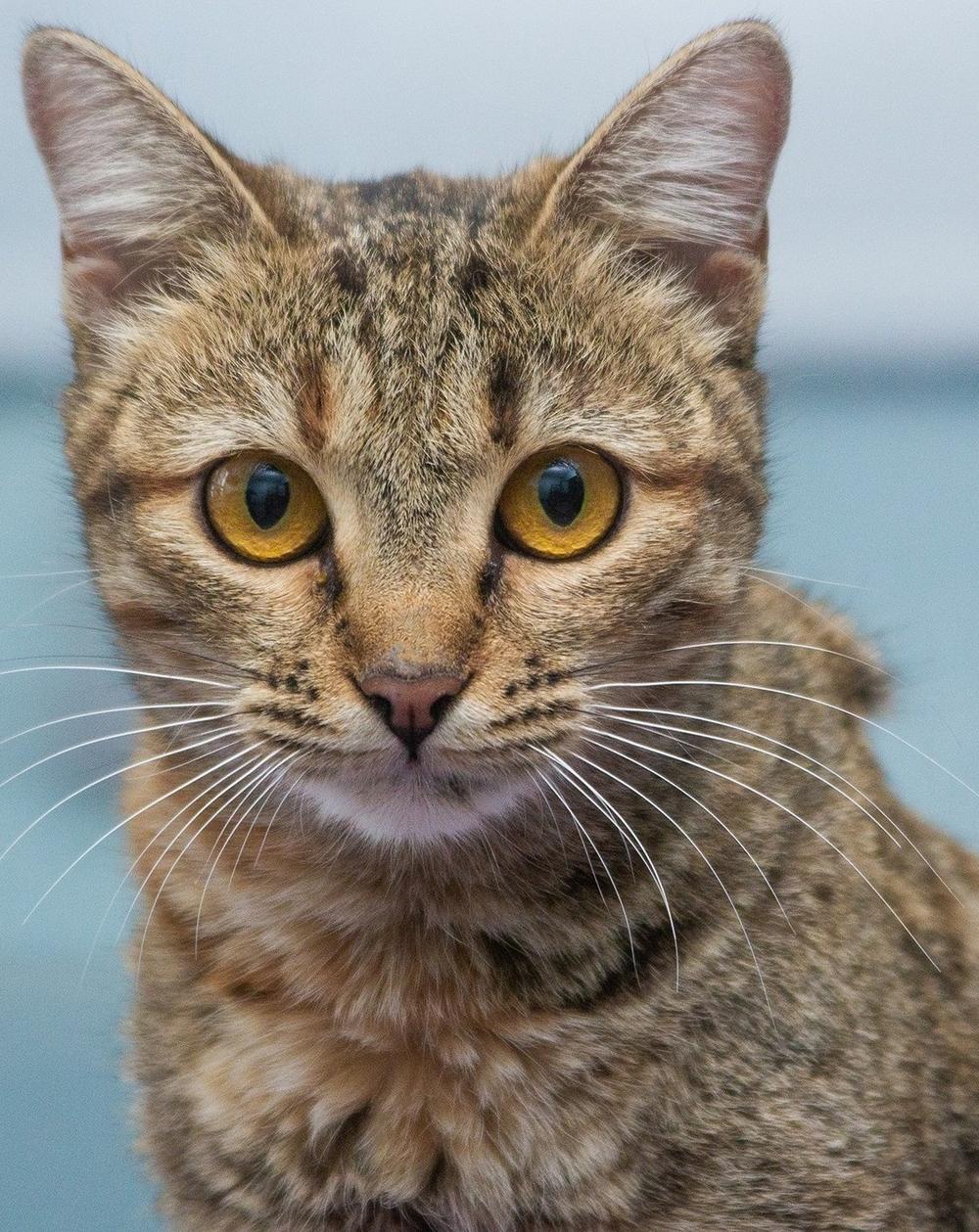 40. Тина Тигра