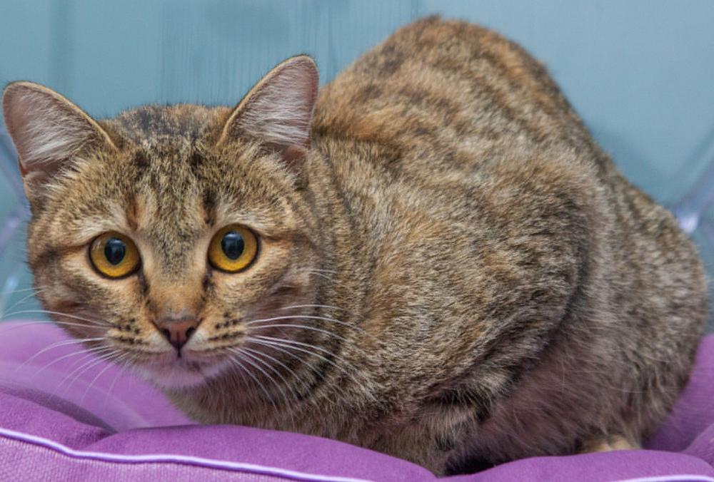 40. Тина Тигра