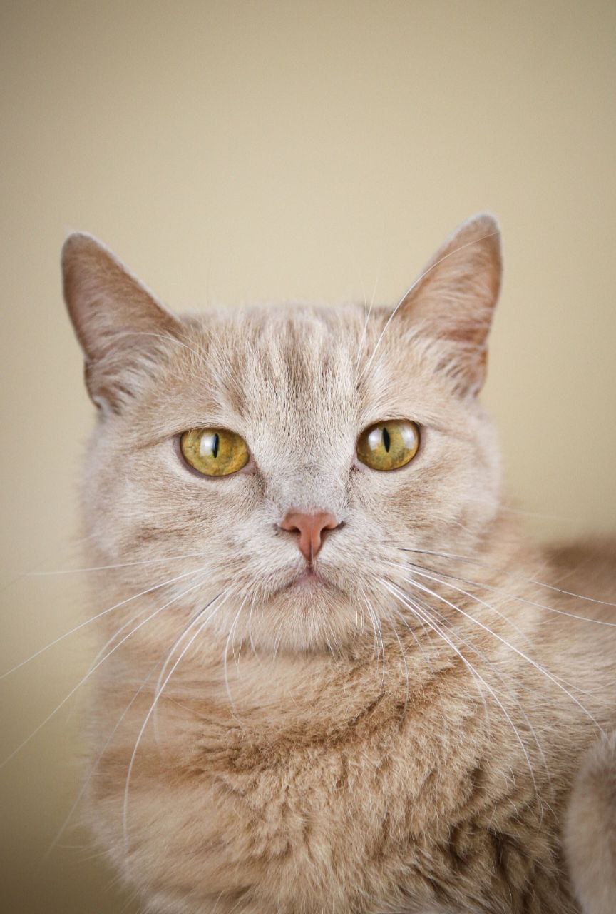 41. Чупа-Чупс