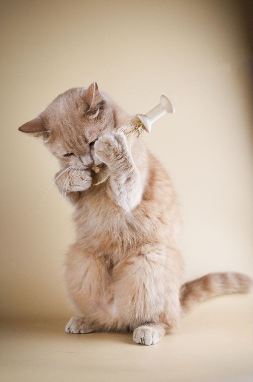 41. Чупа-Чупс