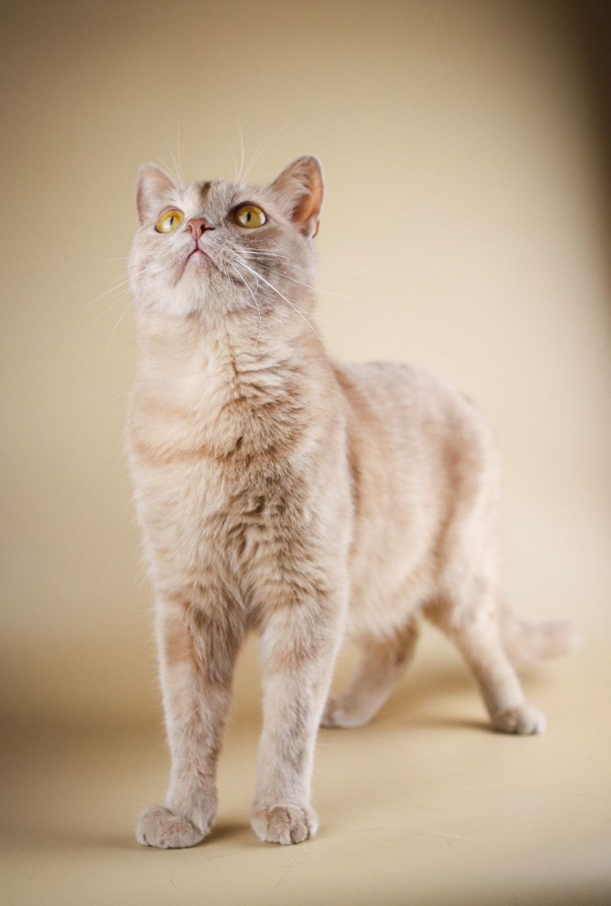 41. Чупа-Чупс