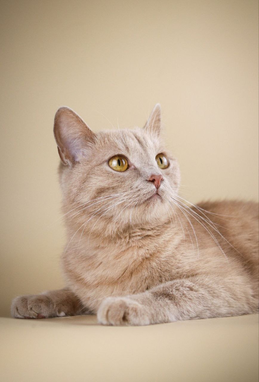 41. Чупа-Чупс