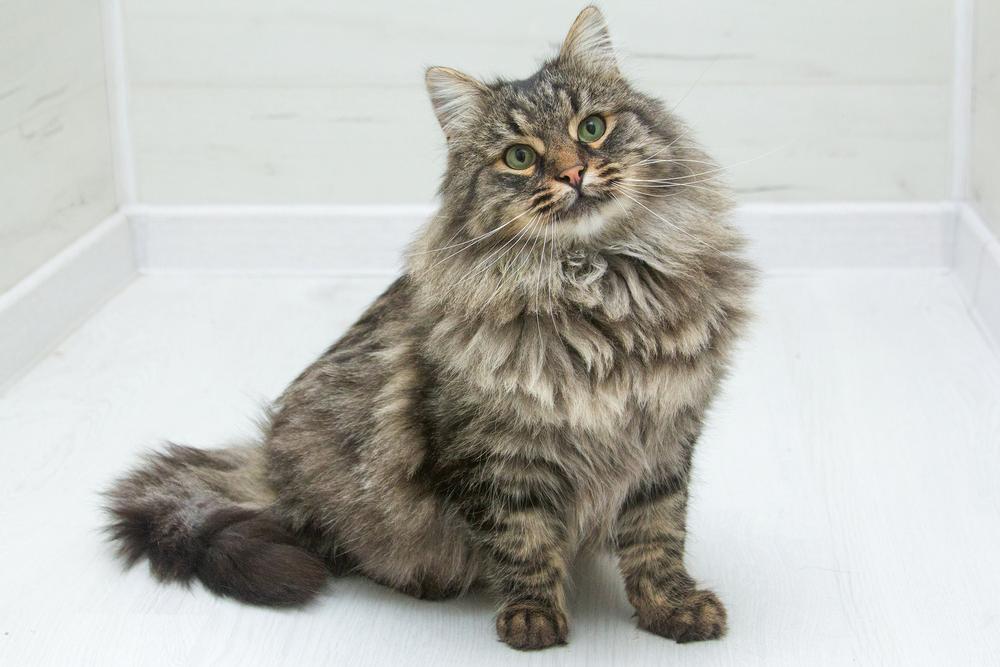 62. Бенджамин