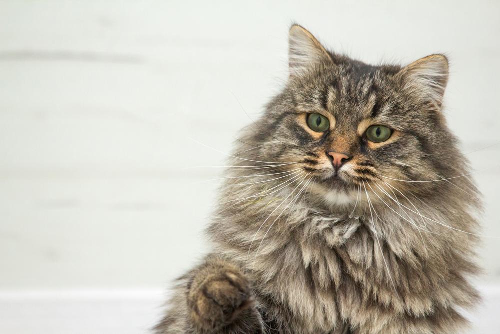 62. Бенджамин