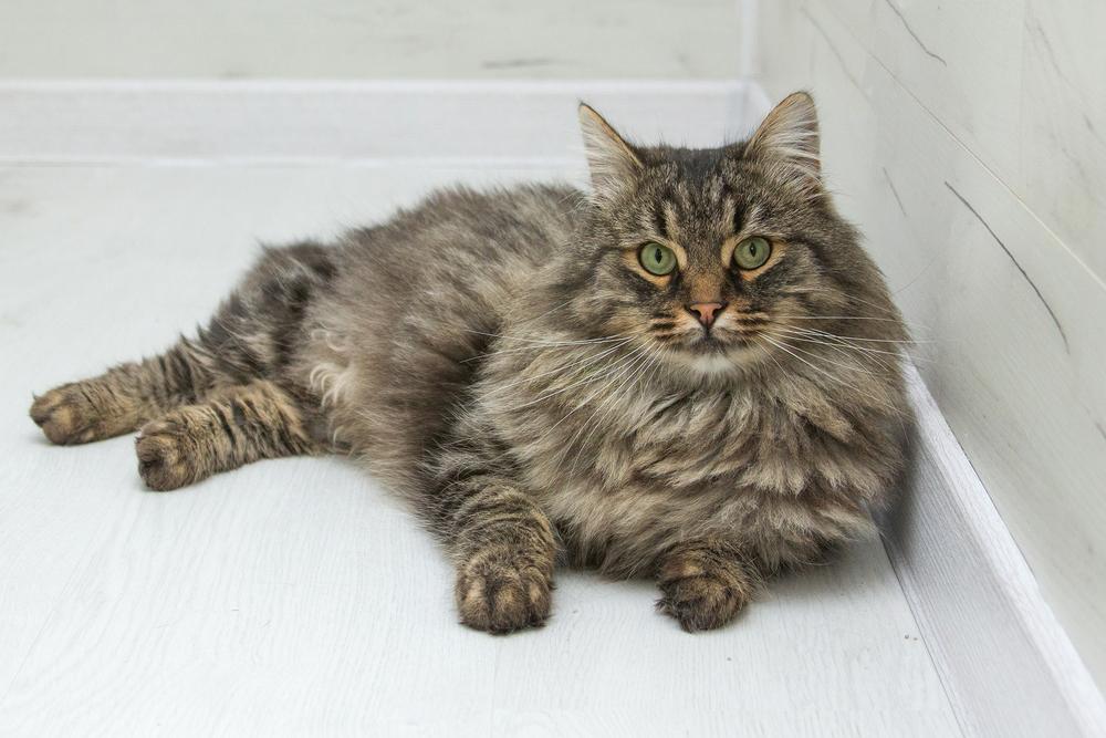 62. Бенджамин