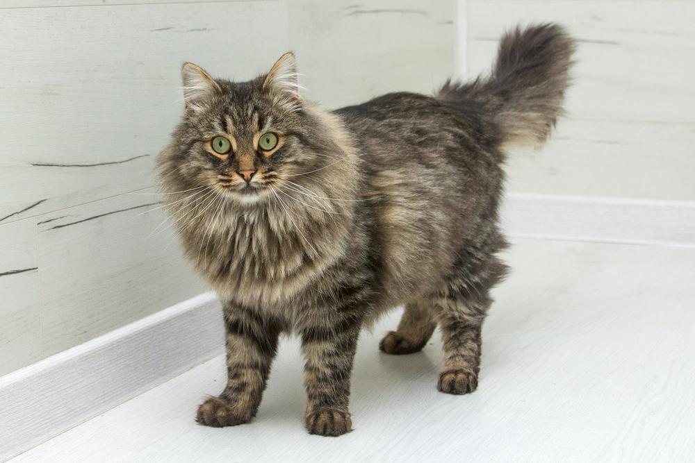 62. Бенджамин