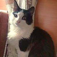 66. Клариссон