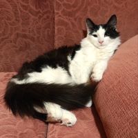 66. Клариссон