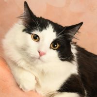 66. Клариссон