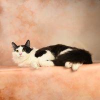 66. Клариссон