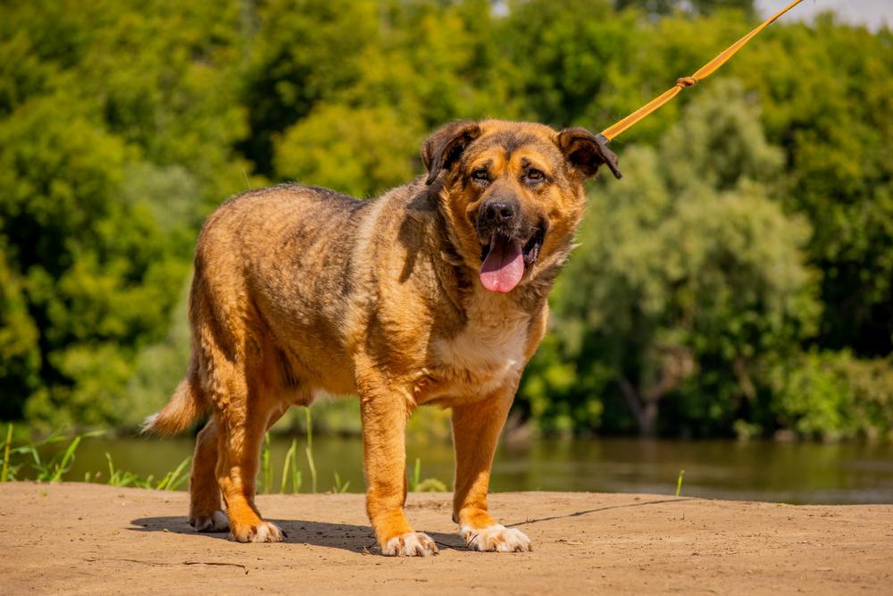 Золтан Хивай