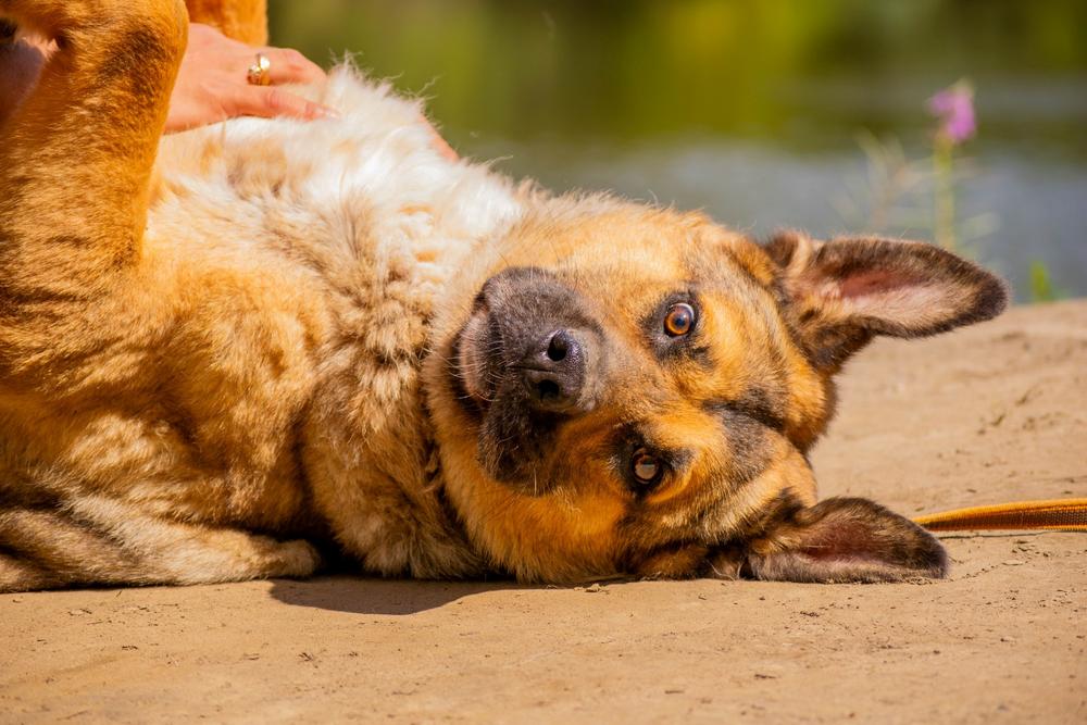 Золтан Хивай