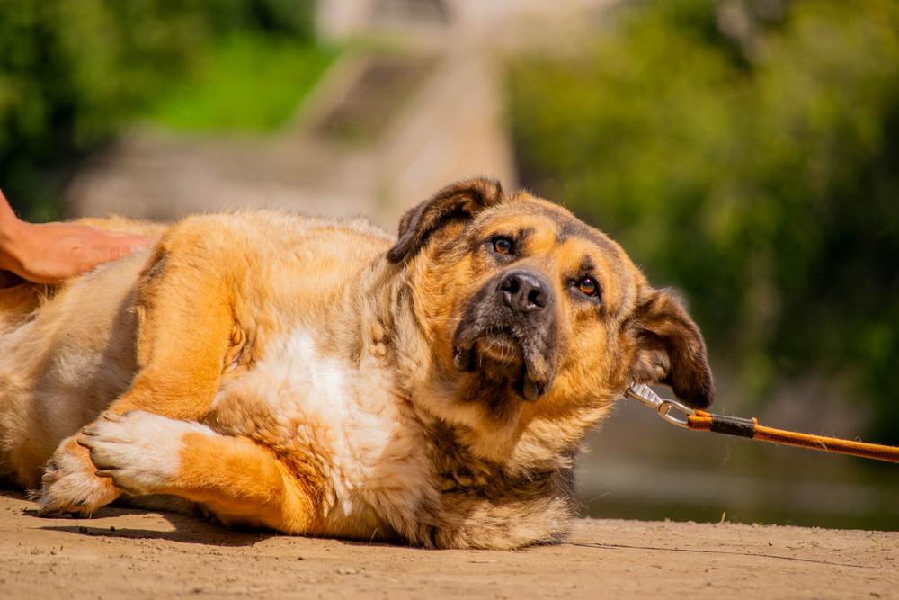 Золтан Хивай