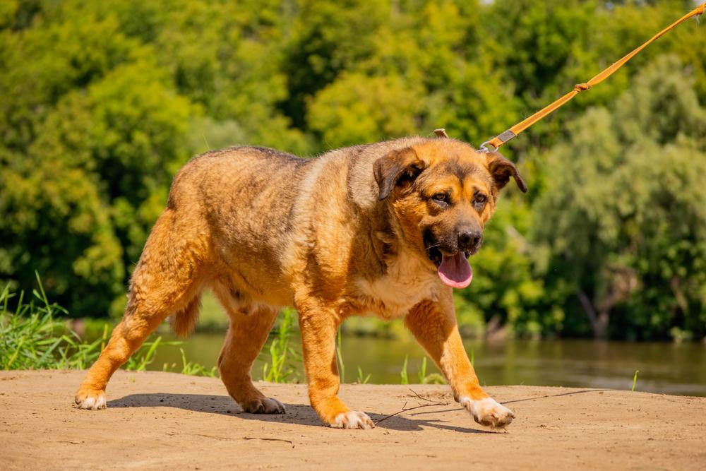 Золтан Хивай