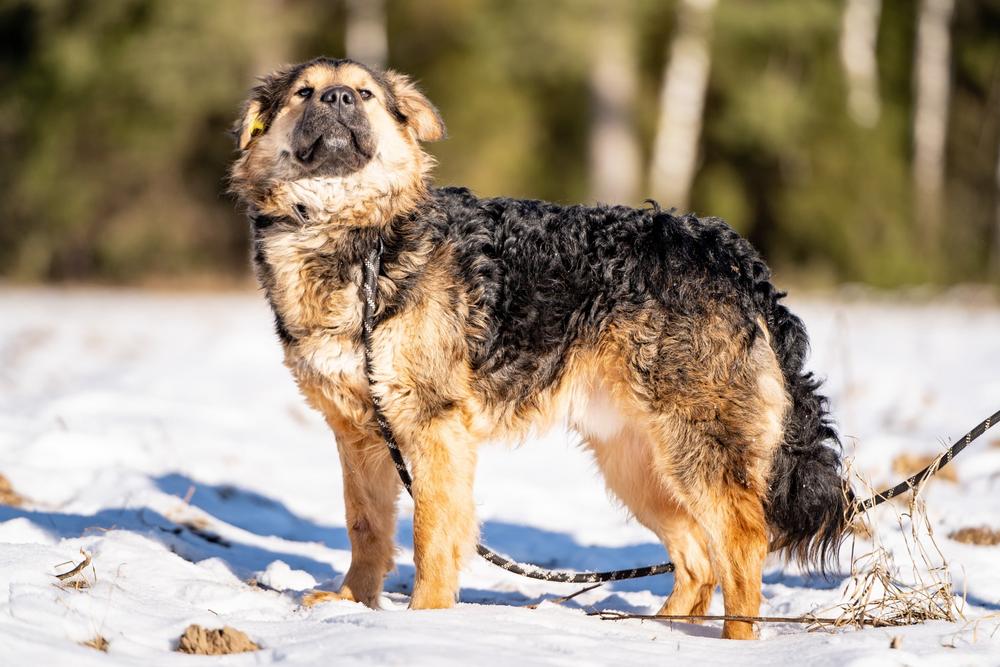 Шарпундель