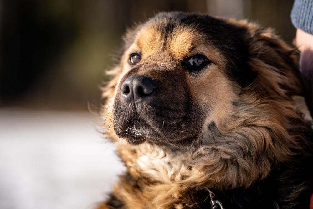 Шарпундель